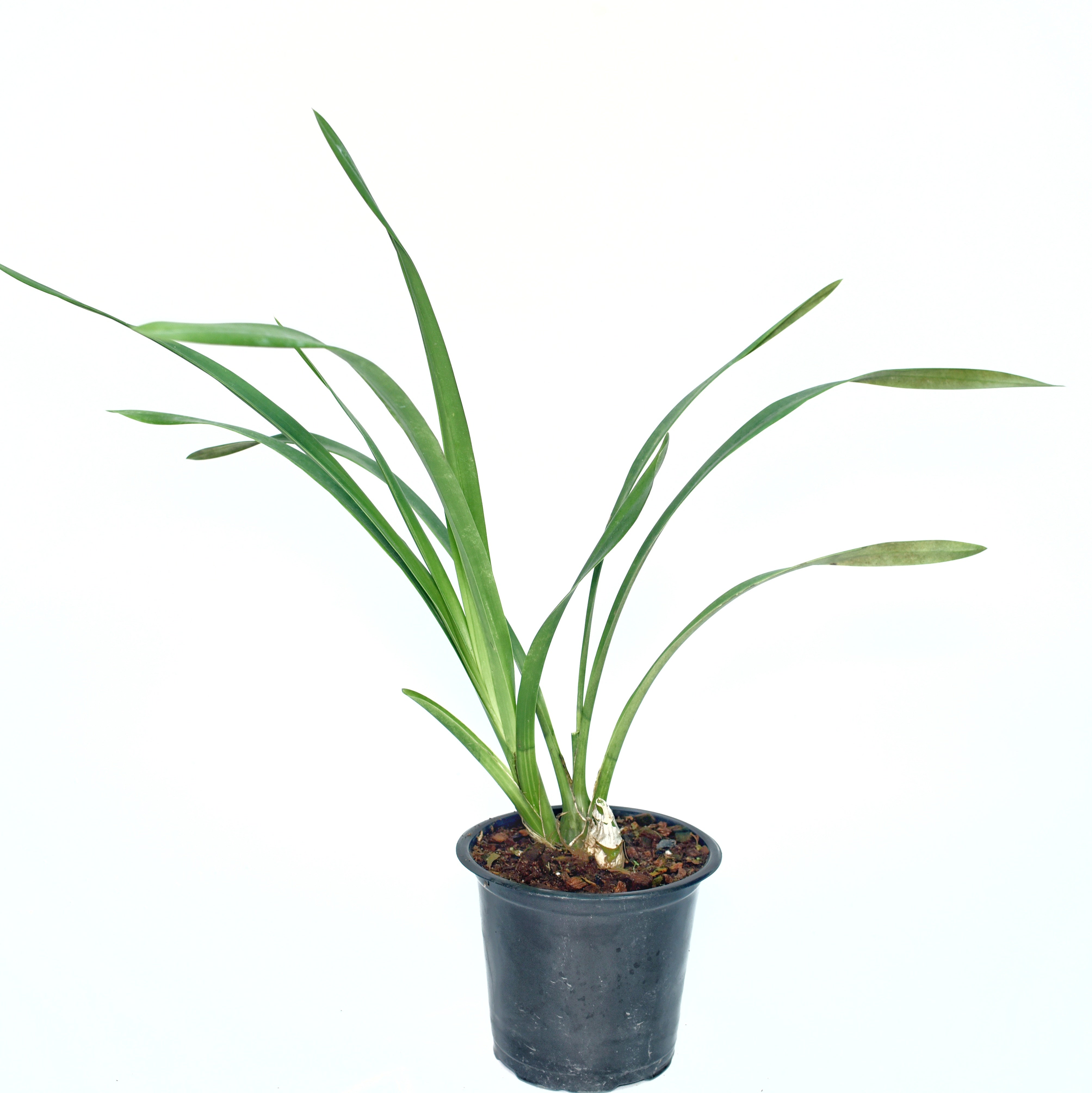 Healthy Cymbidium Green Zenith “Machteld” orchid plant with long arching green leaves in a nursery pot.