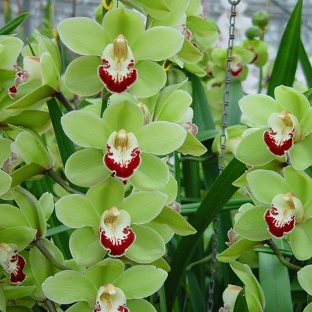 Cymbidium Green Zenith "Machteld" Orchid produces an abundance of flowers on long, arching stems, creating a visually striking display. The lush green color of the blooms brings a sense of calmness and harmony to floral arrangements or interior decor. Close-up of Cymbidium Green Zenith “Machteld” orchid flowers with large lime-green petals, waxy texture, and maroon-patterned lip blooming on tall flower spikes.