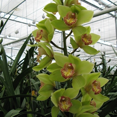 Cymbidium Honey Green ‘Melissa’ orchid flower with vibrant green waxy petals, yellow and red patterned lip, exotic temperate Cymbidium bloom, and elegant winter flowering orchid appearance for collectors in India. Rare green Cymbidium orchid hybrid with long lasting blooms ideal for premium orchid collections, cool climate gardens, and exotic orchid displays.