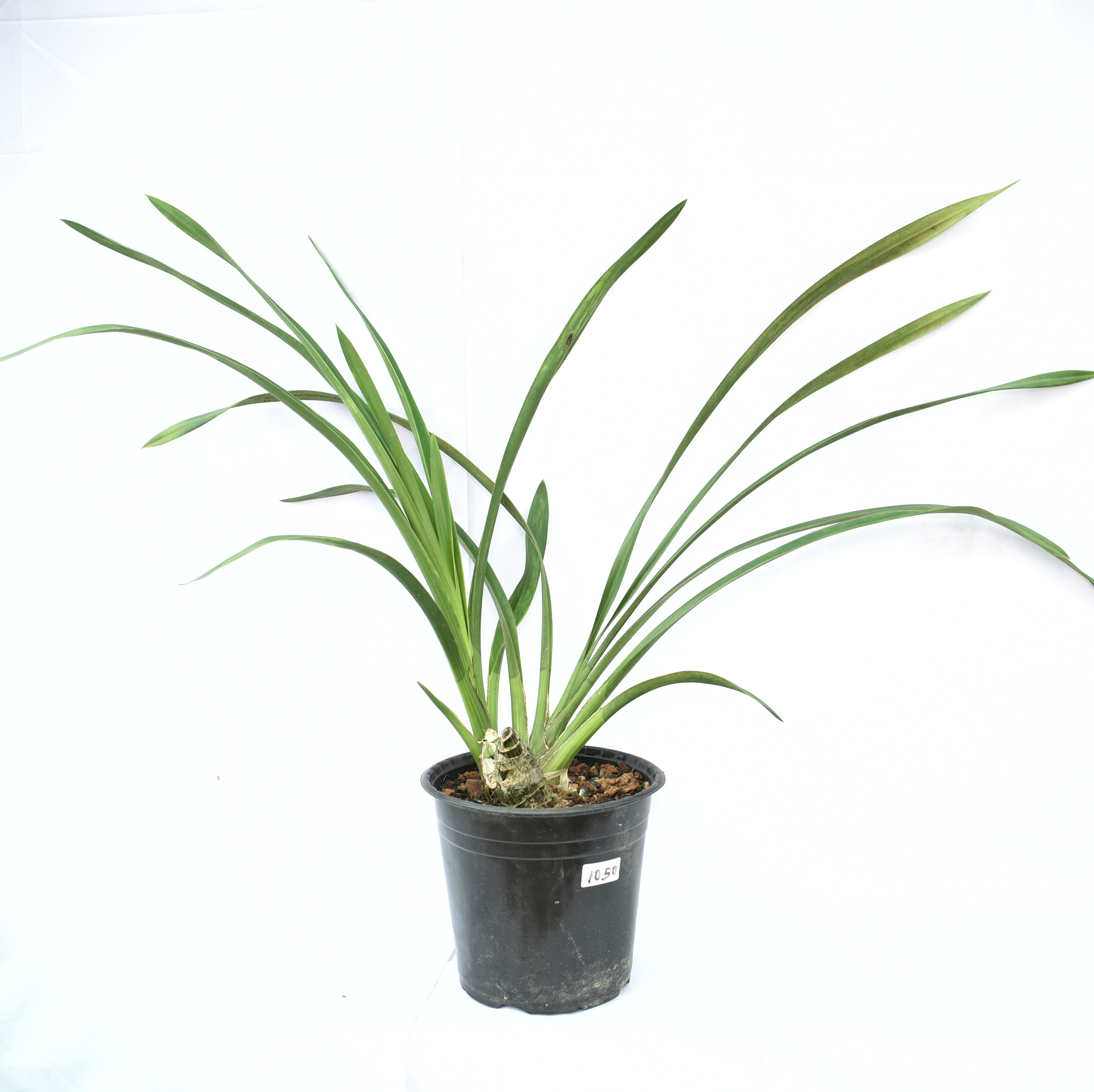 Tall Cymbidium Honey Green ‘Melissa’ orchid plant with multiple green flowers, strong upright spikes, healthy strap like foliage, and premium temperate Cymbidium orchid growth in West Bengal, India. Exotic Cymbidium orchid plant suitable for Darjeeling, Sikkim, Kalimpong, Shillong, and other cool climate regions of India.