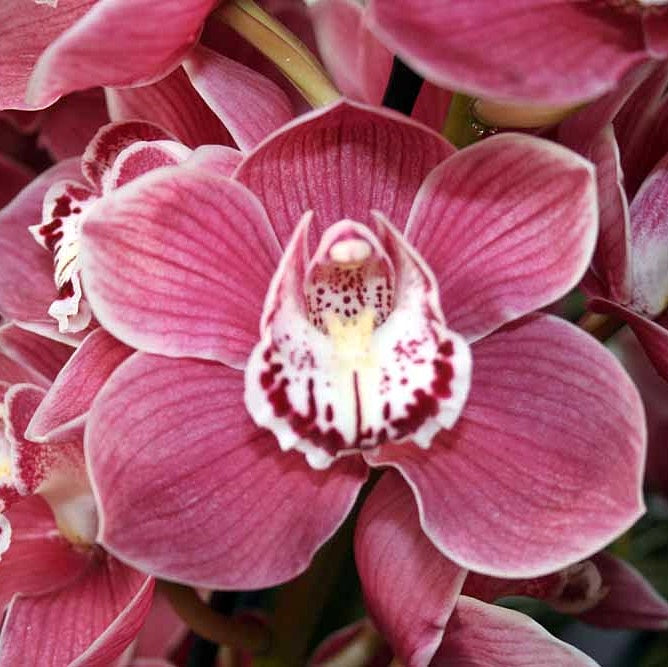 Cymbidium Kuralta Park ‘Tennyson’ orchid flower with deep rose pink petals, detailed veining, white lip with crimson markings, waxy flower texture, and premium temperate Cymbidium orchid bloom for exotic orchid collections in India. Exhibition style Cymbidium hybrid with strong colour intensity and elegant winter flowering appearance