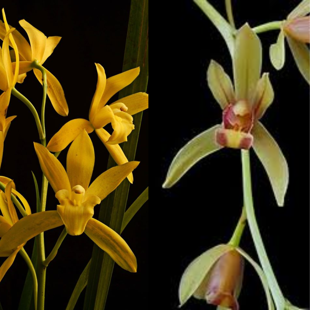 Cymbidium Kusuda Shining Bold One 4N × Tavoy Semi Alba 4N orchid flowers with rich golden yellow and green petals, elegant star shaped blooms, semi-alba characteristics, waxy texture, and exotic Heat Tolerant Cymbidium hybrid appearance.
