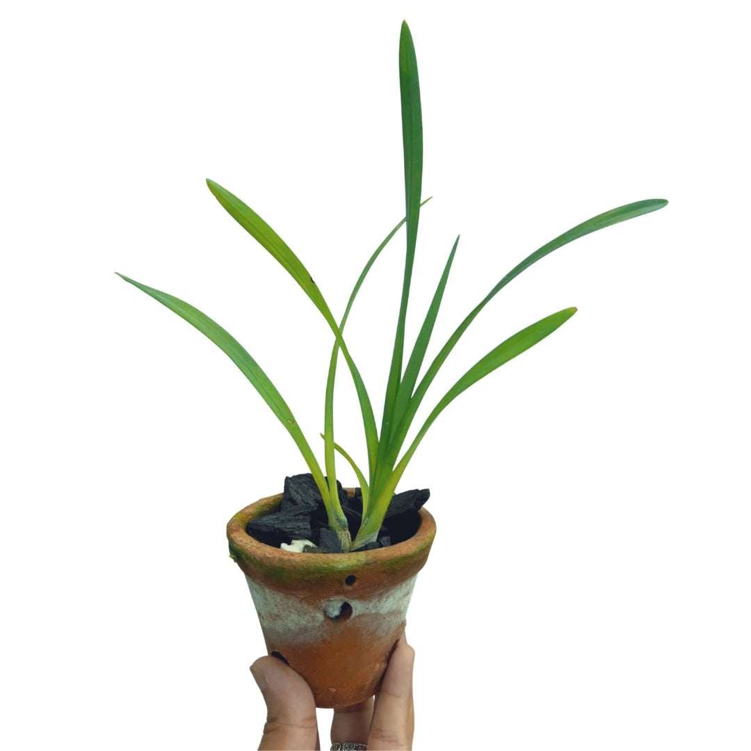 Healthy Cymbidium Kusuda Shining Bold One 4N × Tavoy Semi Alba 4N orchid plant showing slender arching foliage, strong roots, upright flowering spikes, and vigorous Heat Tolerant Cymbidium hybrid growth suited for tropical climates.
