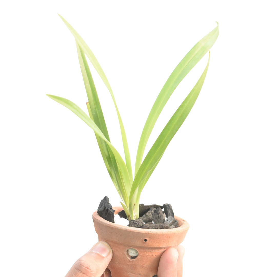 Healthy Cymbidium Kusuda Shining Bold One 4N × Tavoy Semi Alba 4N orchid plant showing slender arching foliage, strong roots, upright flowering spikes, and vigorous Heat Tolerant Cymbidium hybrid growth suited for tropical climates.
