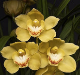 Introducing the exquisite Cymbidium Levis Duke 'Butterball' Orchid, a botanical treasure that will captivate your heart. 