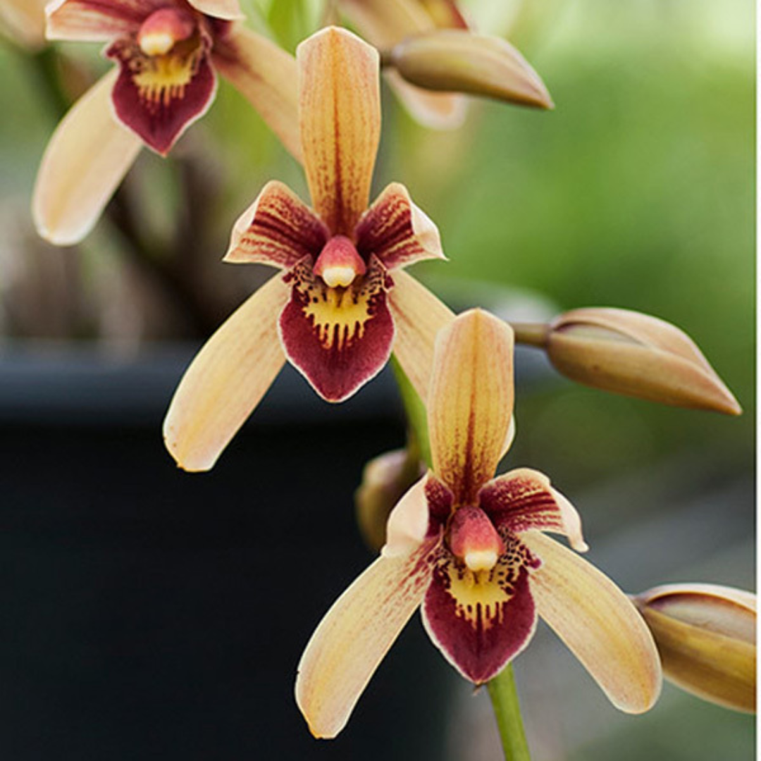 Cymbidium Pakkret Firestorm Fortissimo 4N orchid flower with caramel gold petals, deep maroon lip, striped floral markings, waxy star shaped blooms, and exotic Heat Tolerant Cymbidium hybrid appearance.
