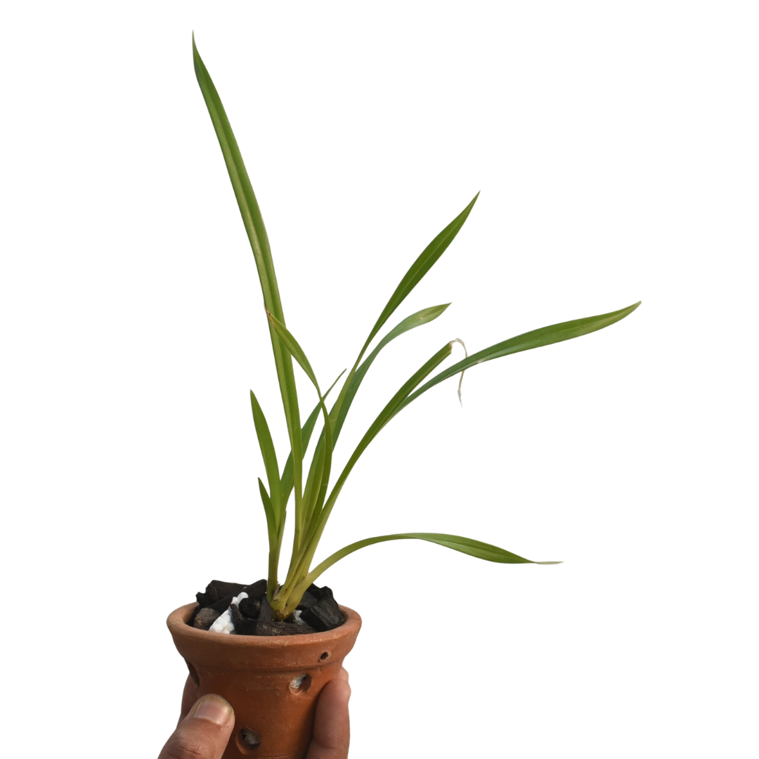 Healthy Cymbidium Pakkret Firestorm Fortissimo 4N orchid plant featuring upright green foliage, strong root growth, flowering spikes, and vigorous Heat Tolerant Cymbidium hybrid structure suitable for warm tropical climates.