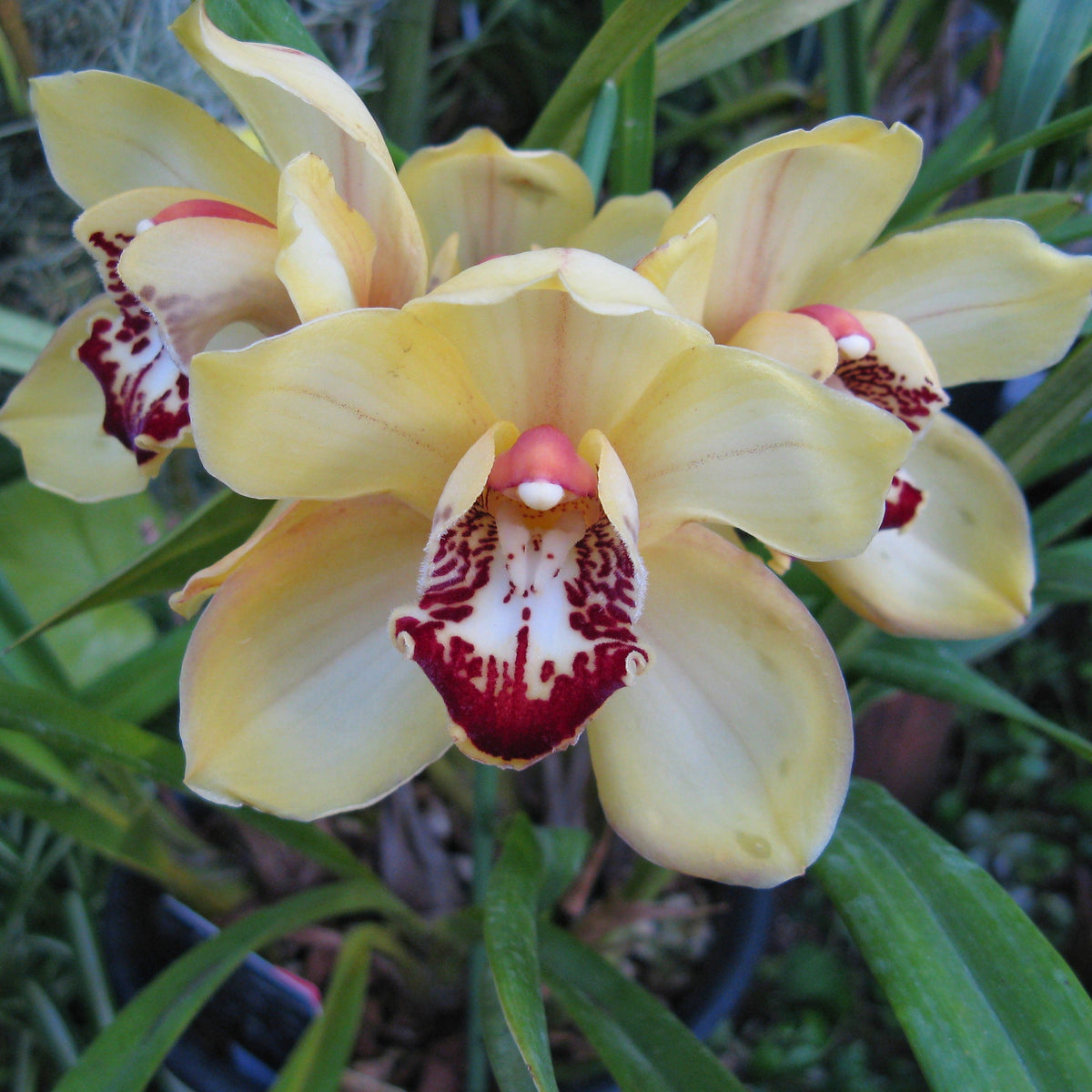Introduce the exquisite Cymbidium Pine Clash 'Moon Venus' Orchid, a botanical treasure that will add a touch of celestial beauty to your collection. 