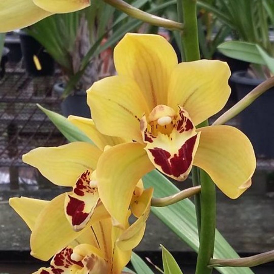 Cymbidium Rattanakosin HTC orchid flower with golden yellow bronze petals, maroon markings and patterned contrasting lip, elegant heat tolerant Cymbidium orchid bloom ideal for tropical orchid collections in India