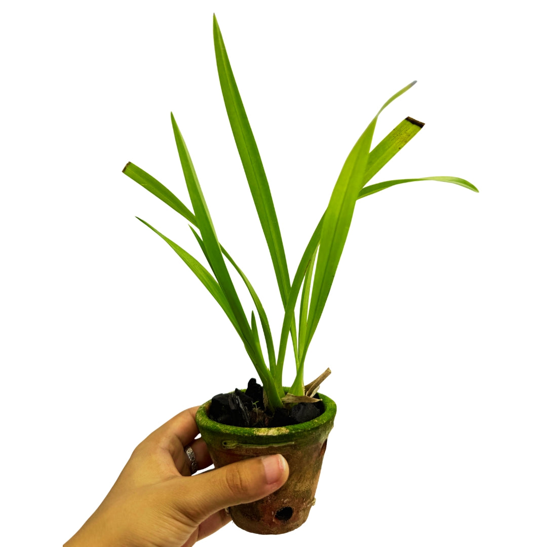 Cymbidium Rattanakosin Heat Tolerant Cymbidium orchid plant with long upright green leaves and multiple flowering spikes, premium HTC orchid hybrid suitable for warm Indian climates, balcony gardens, patios and indoor ornamental displays