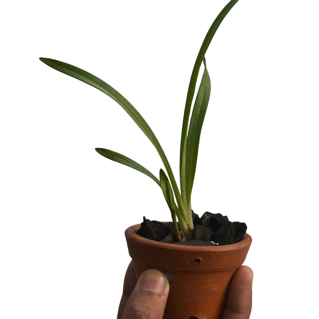 Cymbidium Rattanakosin Heat Tolerant Cymbidium orchid plant with long upright green leaves and multiple flowering spikes, premium HTC orchid hybrid suitable for warm Indian climates, balcony gardens, patios and indoor ornamental displays