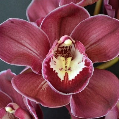 Close-up of Cymbidium Red Nelly ‘Purple Satin’ orchid flower with rich wine waxy petals, creamy white lip with crimson markings, exotic temperate Cymbidium orchid bloom, premium flowering orchid plant for orchid collectors in India.