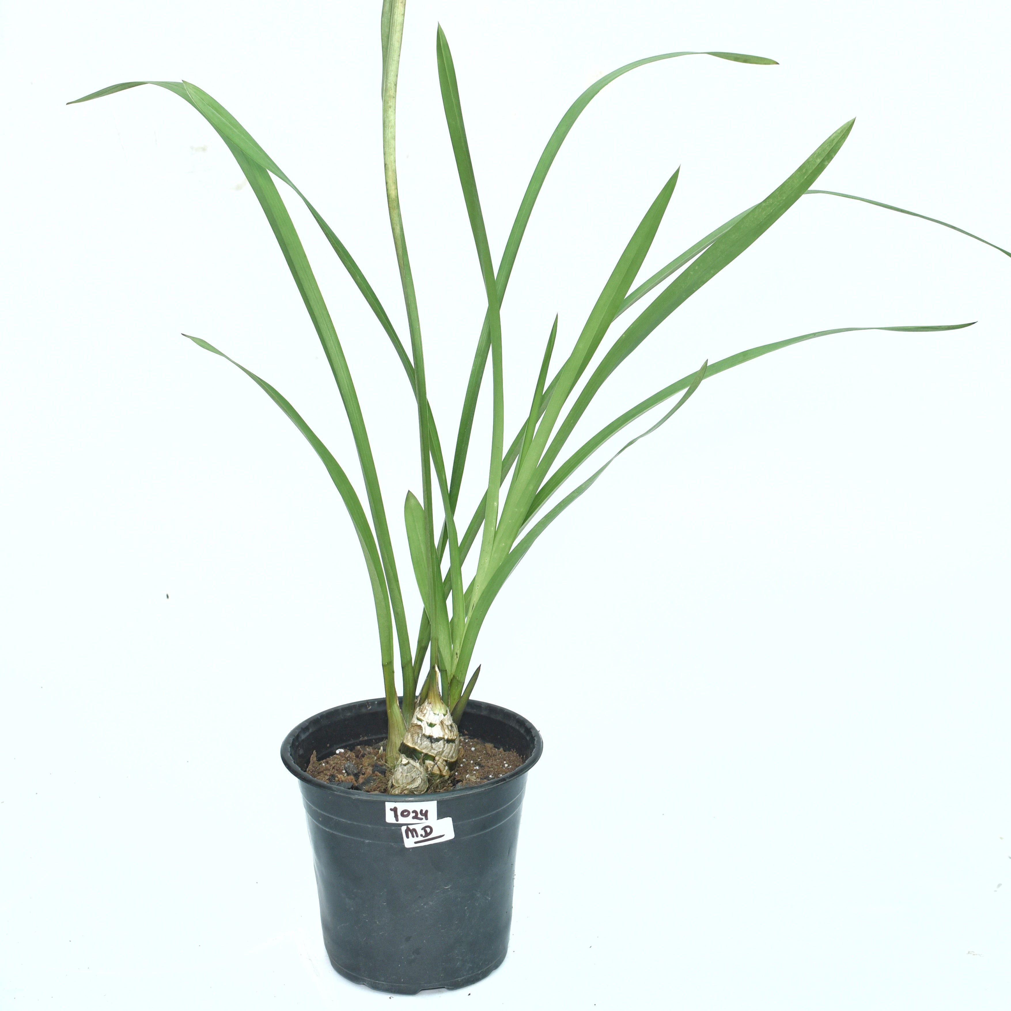 Healthy Cymbidium Red Nelly ‘Purple Satin’ orchid plant with lush green strap like leaves, strong pseudobulbs, and elegant wine flowers, premium temperate Cymbidium orchid grown in West Bengal orchid nursery using tissue culture propagation in India.