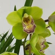 Close-up of Cymbidium Rembrandt Masterpiece orchid flower with luminous lime green petals, burgundy speckled lip, waxy flower texture, and elegant temperate Cymbidium orchid bloom for exotic orchid collections in India. Rare green Cymbidium hybrid with artistic flower patterns and long lasting winter blooms.