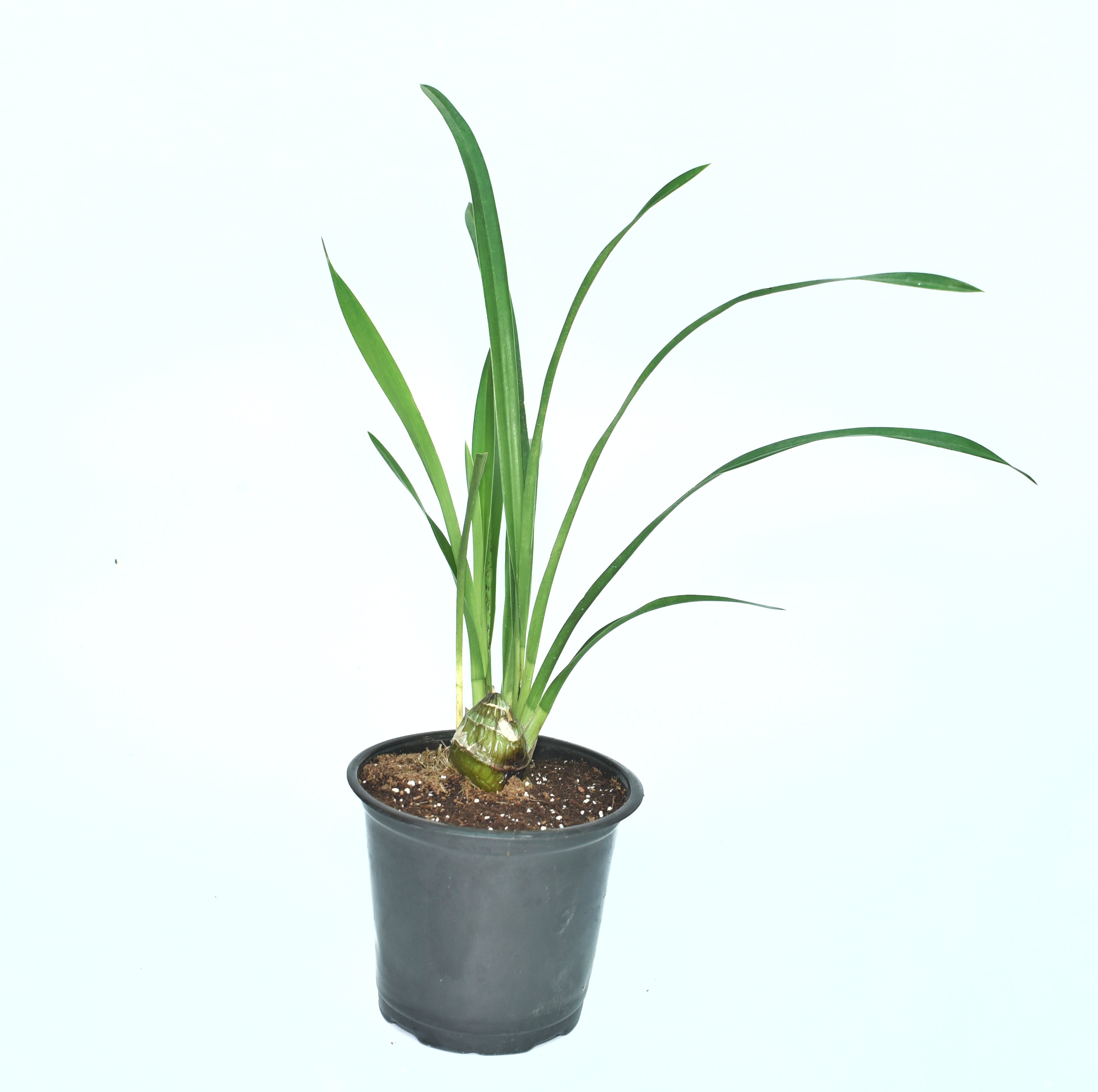 Healthy Cymbidium Rembrandt Masterpiece orchid plant with tall flowering spikes, vibrant green blooms, lush strap like foliage, and vigorous temperate orchid growth cultivated in West Bengal Himalayan orchid nursery, India. Premium green Cymbidium orchid hybrid suitable for collectors and decorative flowering displays.