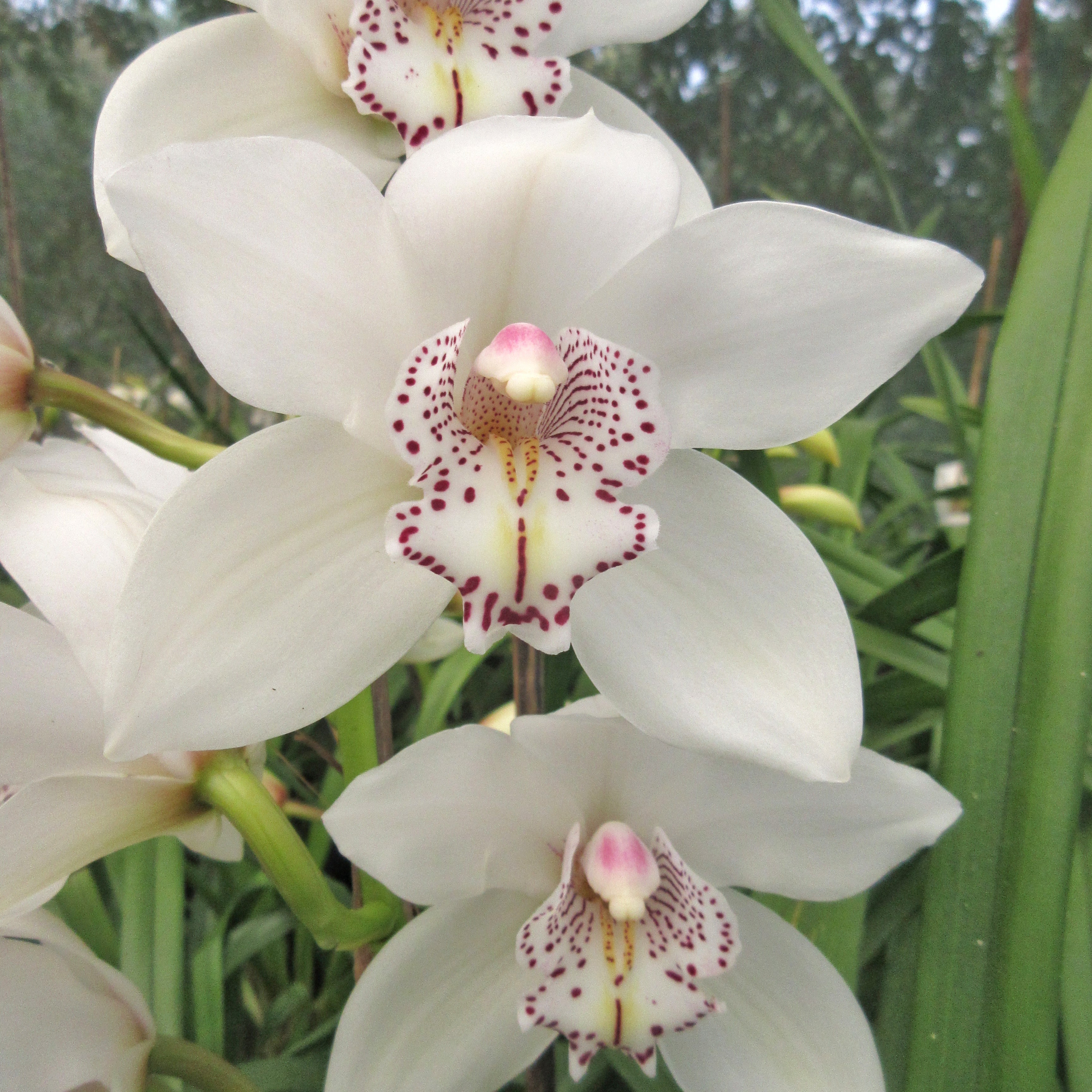 Close-up of Cymbidium Royal Promise ‘Maxime’ orchid flower with creamy white waxy petals, elegant broad flower shape, and premium standard temperate Cymbidium orchid bloom for orchid collectors and exotic orchid lovers in India.