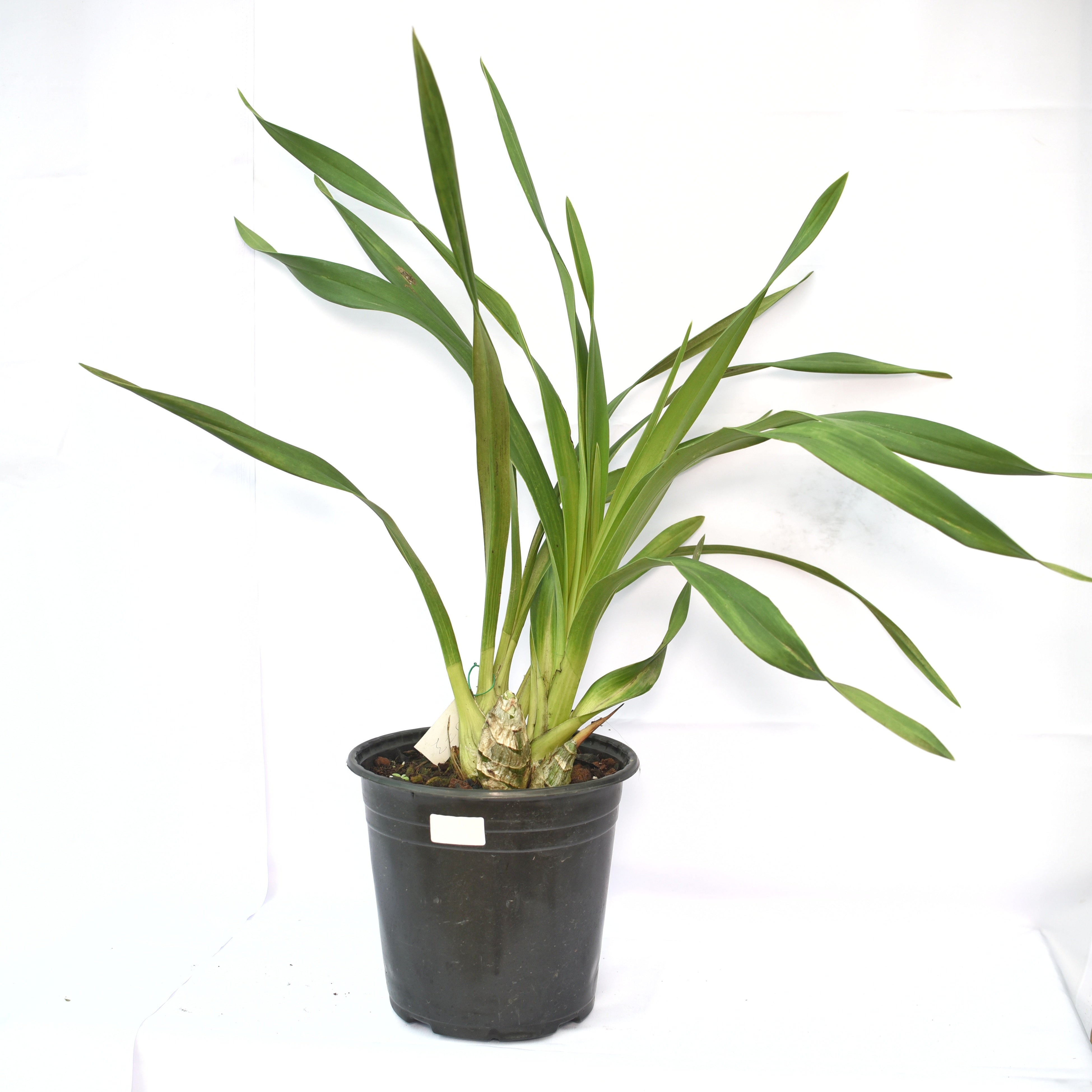 Healthy Cymbidium Royal Promise ‘Maxime’ orchid plant with lush green strap like foliage, strong pseudobulbs, and large creamy white flowering spikes, premium temperate Cymbidium orchid grown in West Bengal, India.