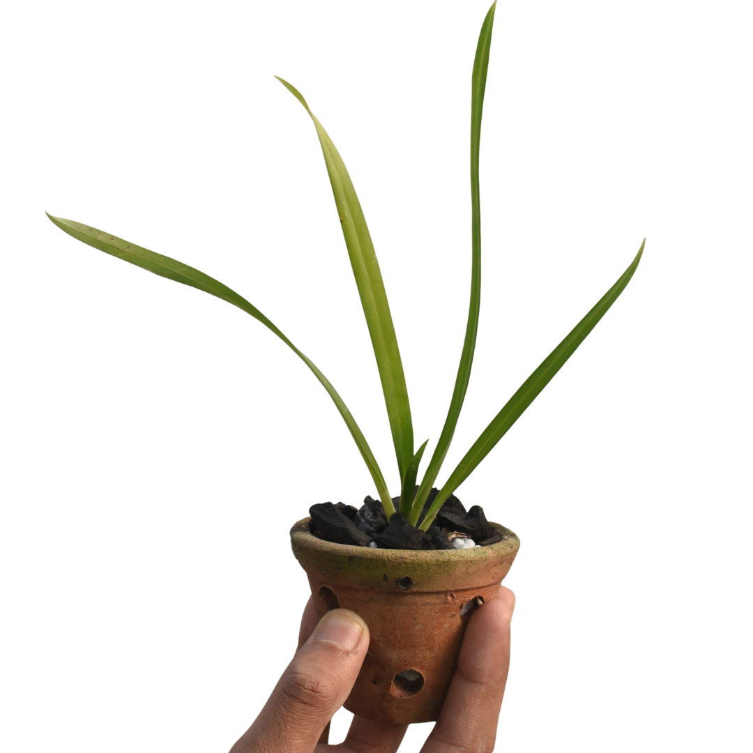 Cymbidium Suan Luang Magic Lip x Canaliculatum HTC orchid plant with long green strap leaves and upright flowering spikes, exotic heat tolerant Cymbidium hybrid suitable for warm Indian climates, patios and balcony gardens