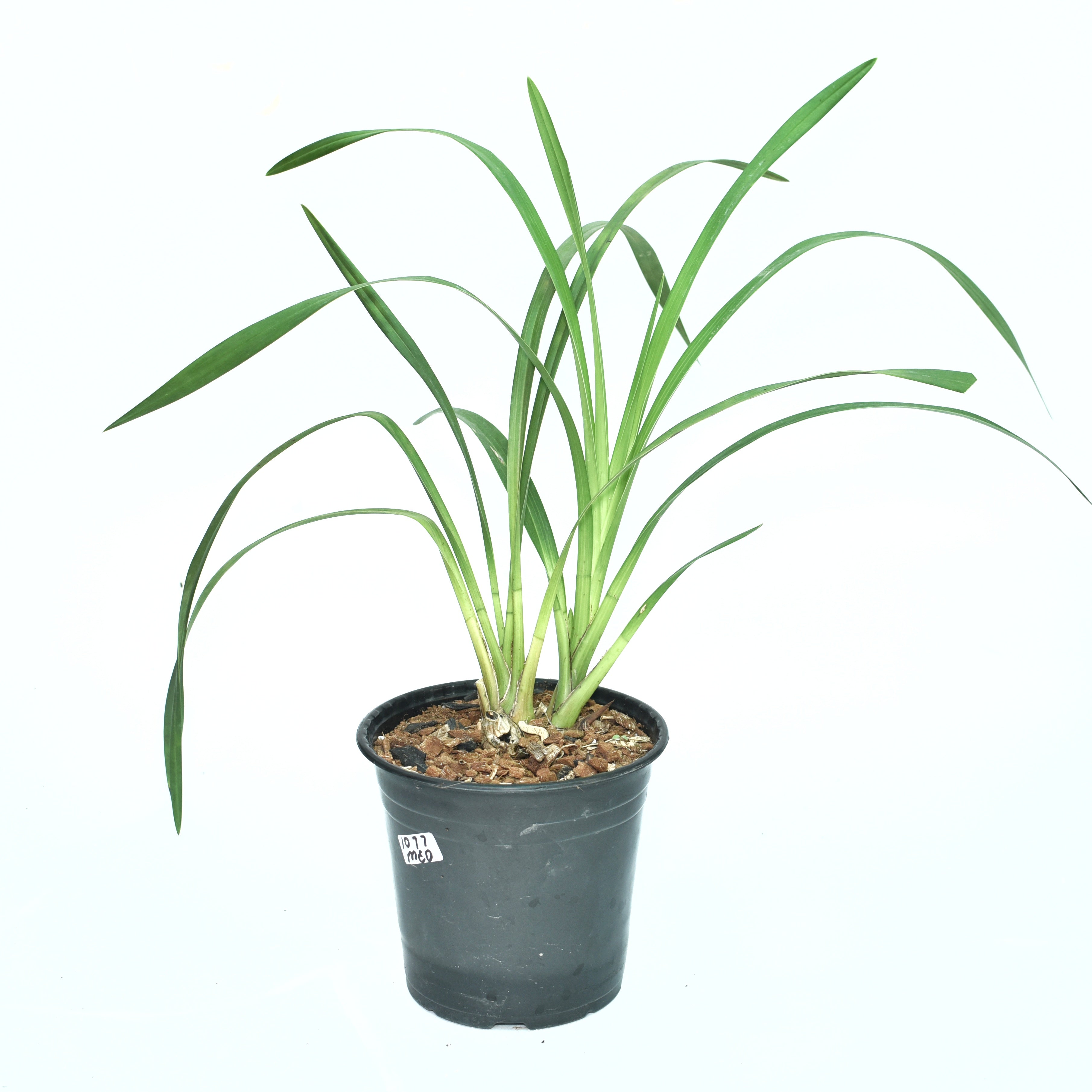 Premium Cymbidium Summer Geyser ‘Candy’ orchid plant with healthy green foliage, and elegant pink blooms grown in a West Bengal temperate orchid nursery in India.