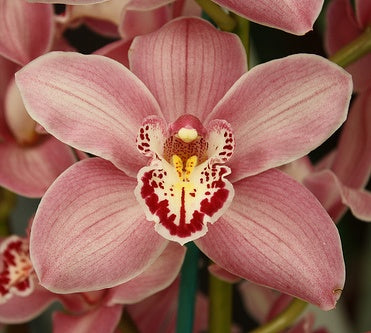 The Cymbidium Summer Geyser Orchid produces an abundance of flowers on long, graceful stems, creating a visually stunning display. The soft white and pink colors bring a sense of purity and tranquility to any floral arrangement or interior decor.