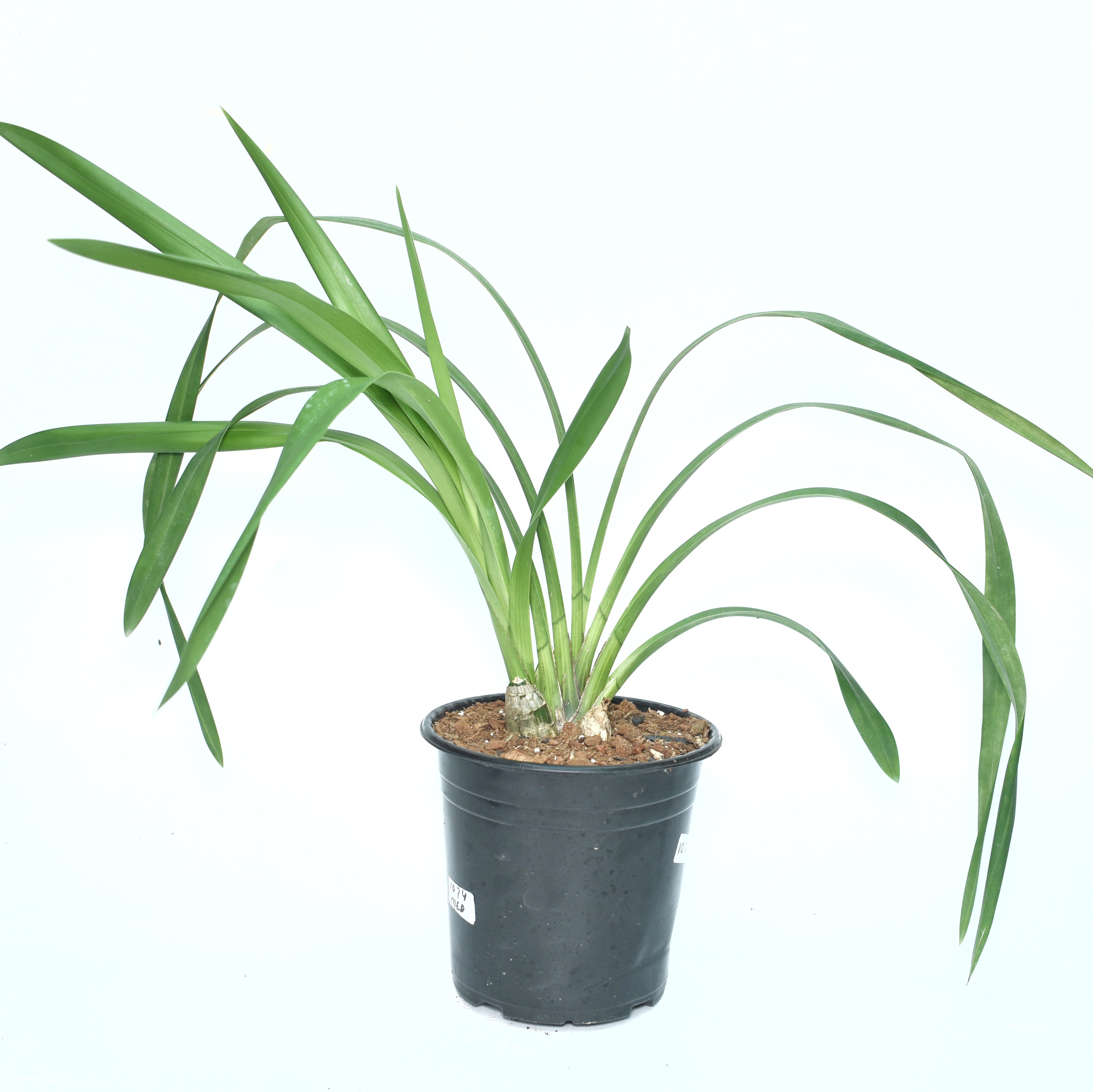Healthy Cymbidium Summer Magic Pink orchid plant with arching flower spikes, lush green strap foliage, soft pink blooms, and vigorous temperate orchid growth cultivated in West Bengal, India. Rare pastel pink Cymbidium orchid hybrid suitable for Darjeeling, Sikkim, Kalimpong, Shillong, and premium orchid collections across India.