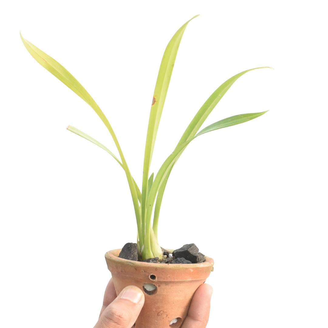 Cymbidium Valerie Absolonova 4N Salinas Sunset 4N × Pakkret Vampire Short Leaf orchid plant, a unique Cymbidium hybrid available to buy online in India.