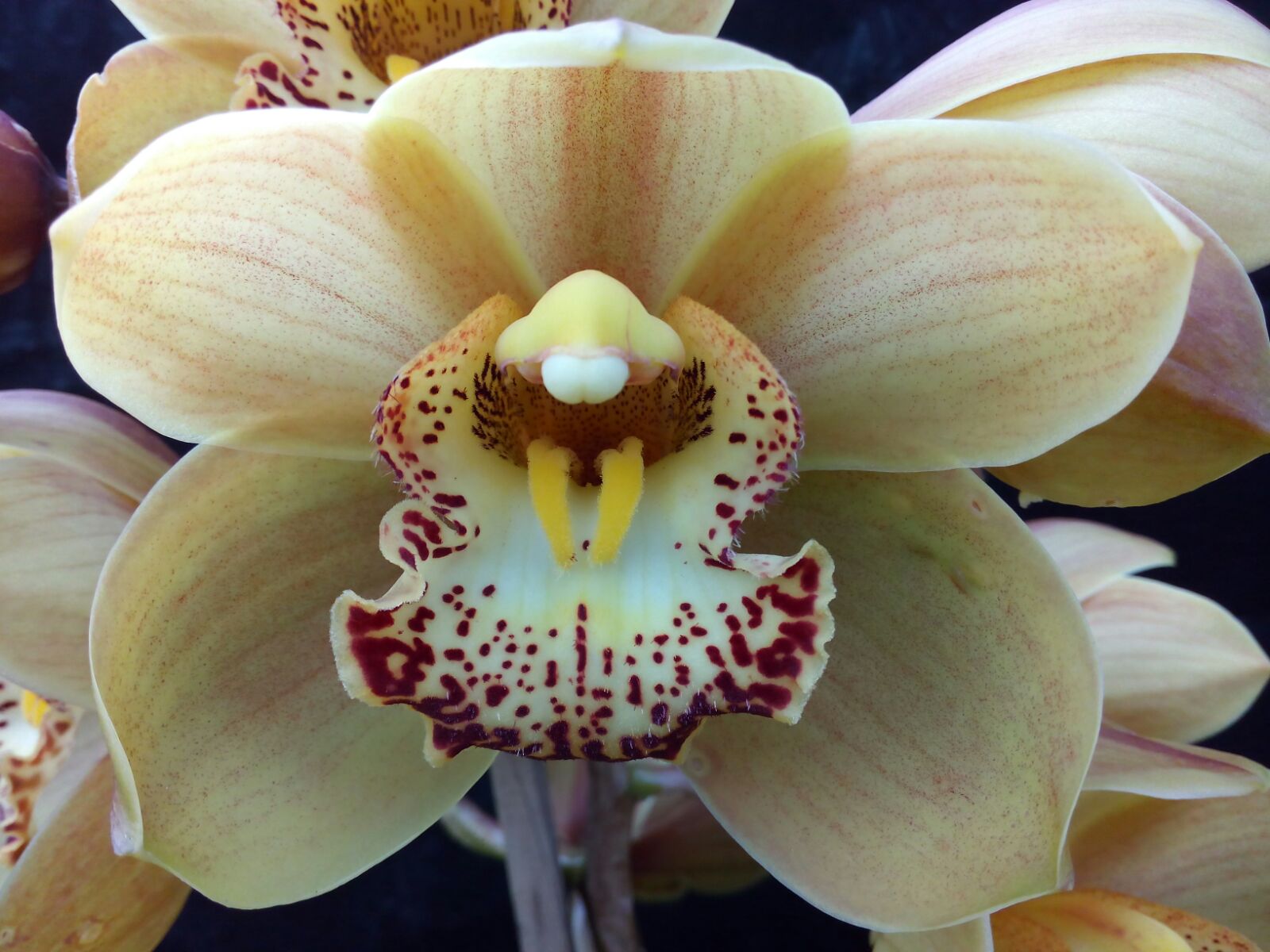 Large-flowered Cymbidium Valley Field ‘Jupiter’ orchid with champagne cream petals, peach undertones, bold burgundy patterned lip, waxy flower texture, and elegant exhibition style temperate Cymbidium bloom.