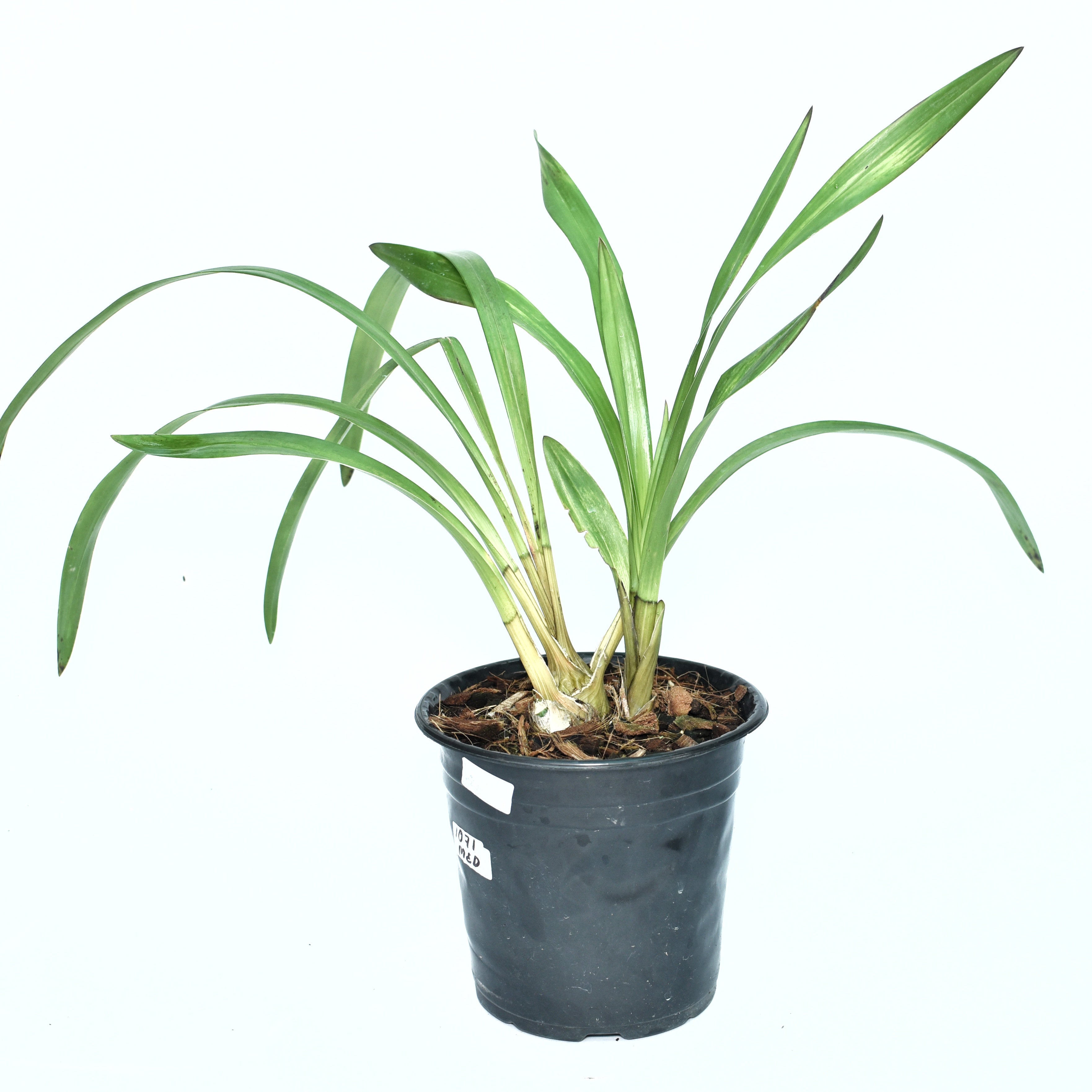 Premium Cymbidium Valley Field ‘Jupiter’ orchid plant with strong upright flower spikes, healthy green strap foliage, vigorous pseudobulbs, and creamy champagne coloured blooms grown in West Bengal, India.