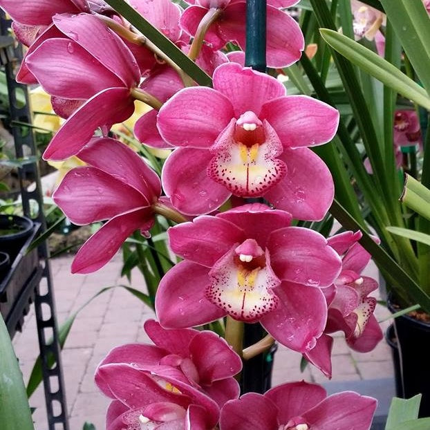 Cymbidium Valley Olympic ‘Pink Perfection’ orchid flowers featuring soft pastel pink petals, waxy flower texture, elegant patterned lip, and multi-flowered arching spikes, premium temperate Cymbidium orchid hybrid for orchid collectors and exotic orchid lovers in India.