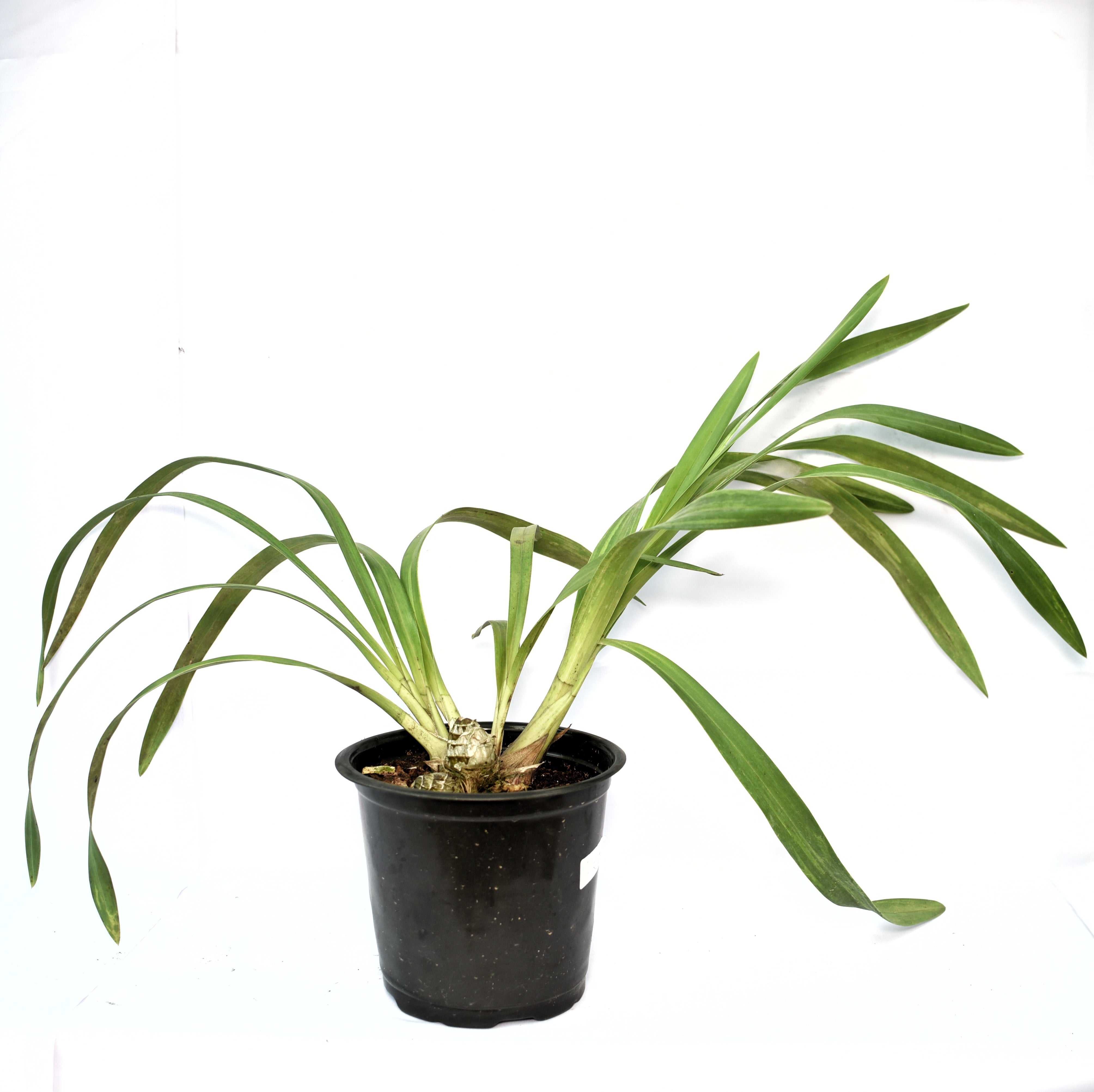 Healthy Cymbidium Valley Olympic ‘Pink Perfection’ orchid plant with lush green strap leaves, strong pseudobulbs, and elegant pink flowering spikes, premium temperate Cymbidium orchid hybrid grown in West Bengal orchid nursery using tissue culture propagation in India.