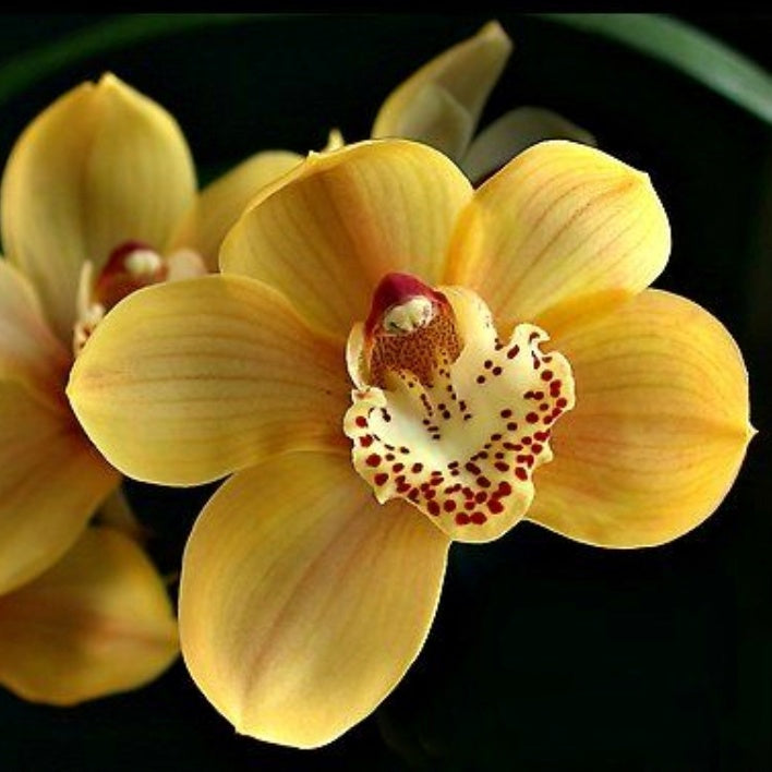 Cymbidium Valley Picture ‘Ayers Rock’ orchid flower with bright golden- ellow waxy petals, white lip with deep maroon red spotting, premium temperate Cymbidium orchid hybrid bloom, exotic winter flowering orchid plant for orchid collectors and orchid lovers in India.