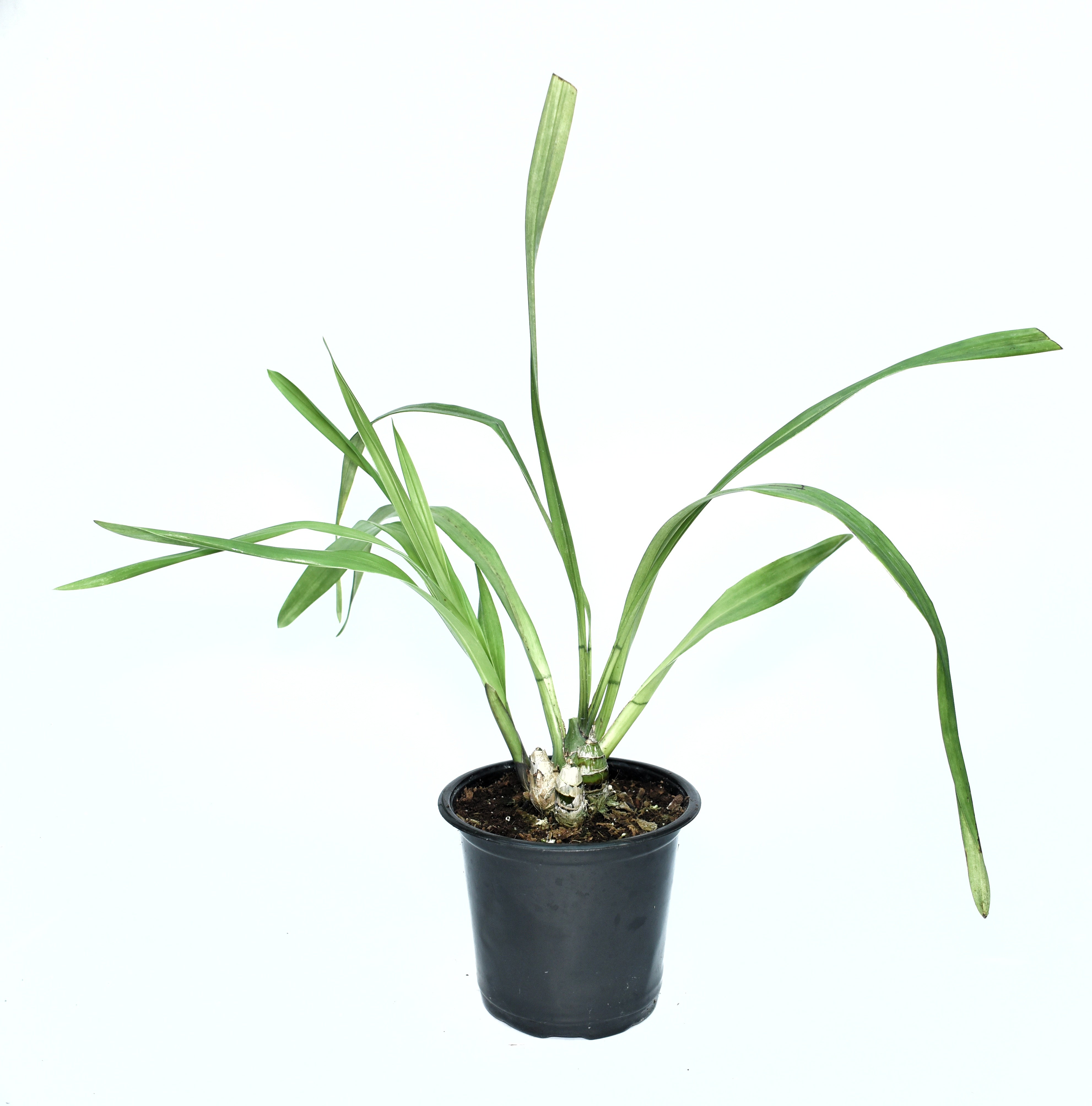 Healthy Cymbidium Valley Picture ‘Ayers Rock’ temperate orchid plant with lush green strap like foliage, strong pseudobulbs, premium Cymbidium orchid hybrid grown in West Bengal orchid nursery using tissue culture propagation in India.