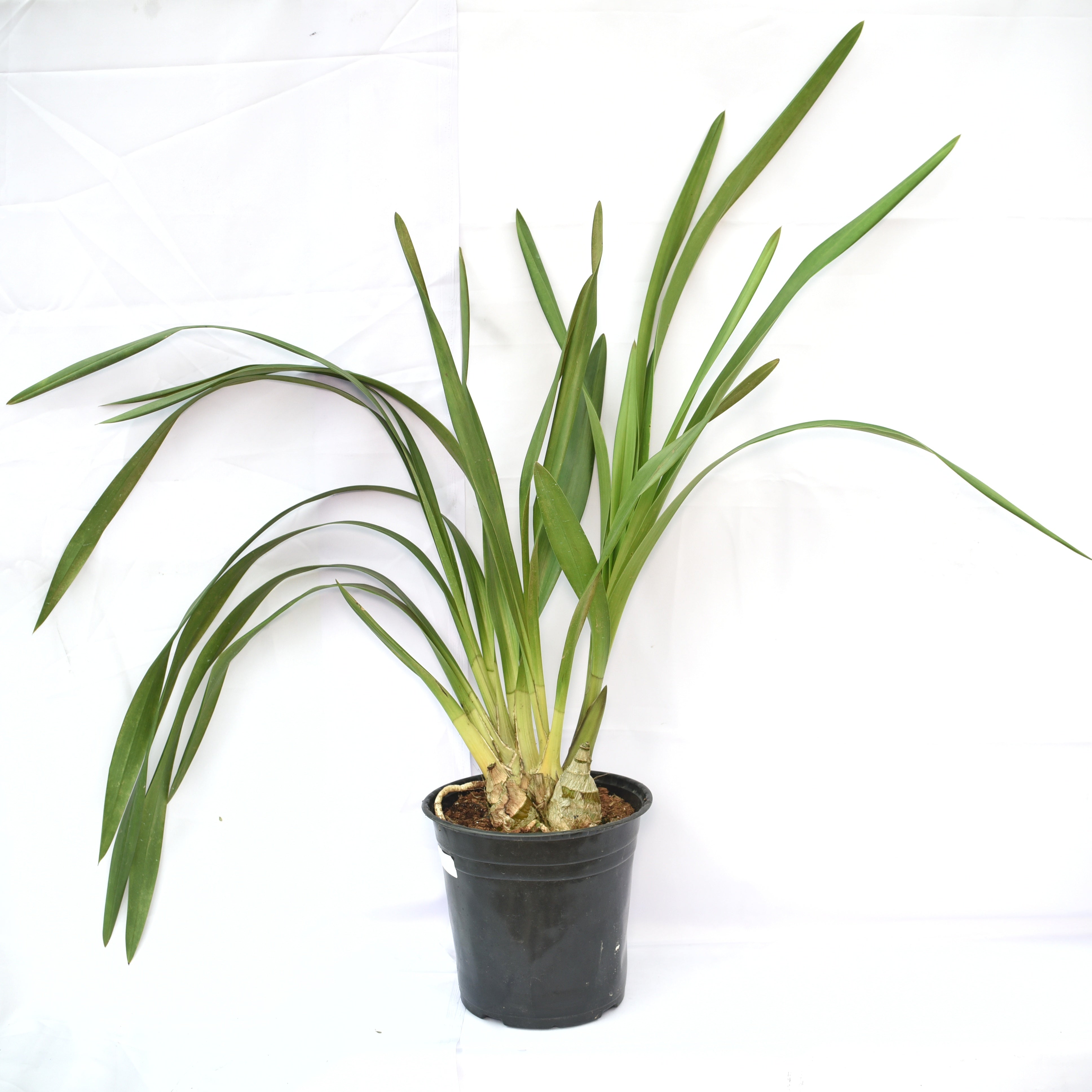 Healthy Cymbidium Valley Regent orchid plant with lush green strap leaves, strong pseudobulbs, and multiple burgundy red flowering spikes, premium temperate Cymbidium orchid hybrid grown in West Bengal orchid nursery using tissue culture propagation in India.