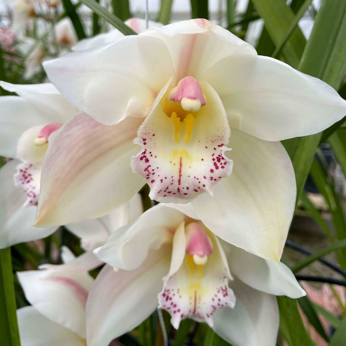 Cymbidium Yellow River ‘Steffi’ orchid flower with creamy white waxy petals, soft blush pink tones, spotted orchid lip, and elegant temperate Cymbidium orchid bloom for orchid collectors and exotic orchid lovers in India.