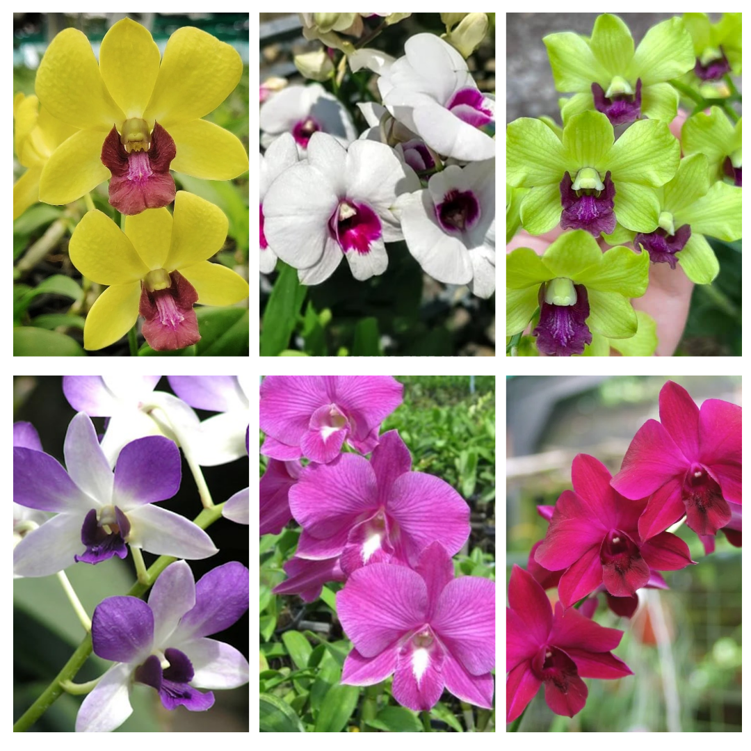 Dendrobium Blooming Assorted Colours