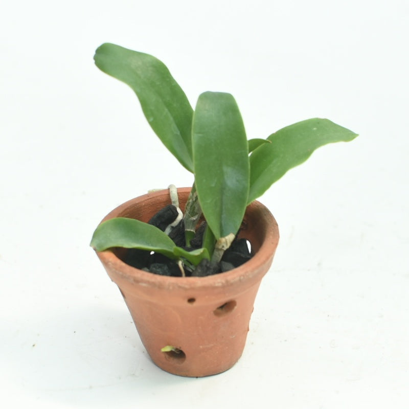 Rhyncholaeliocattleya Star of Siam