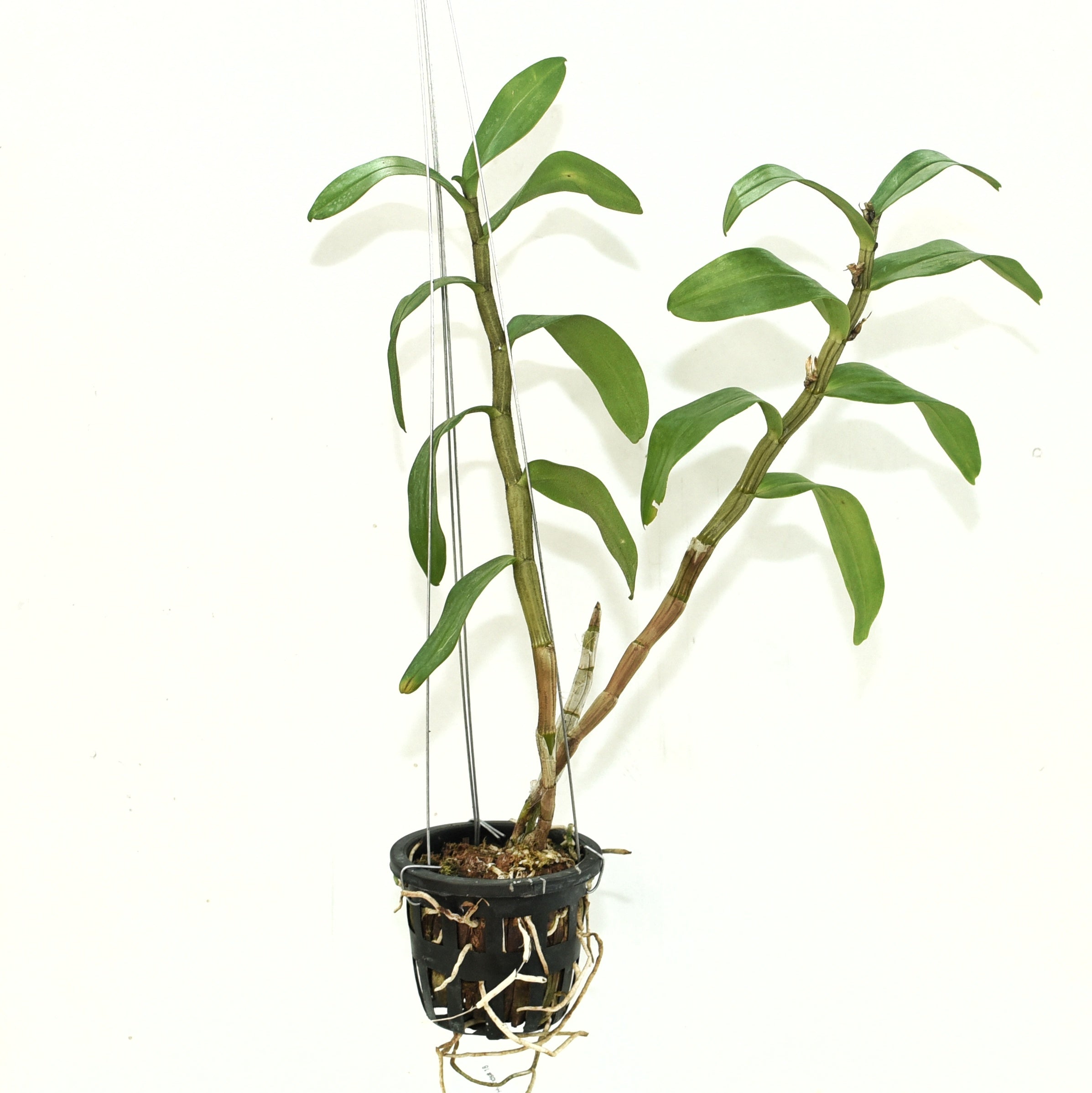 Dendrobium Jiaho Delight