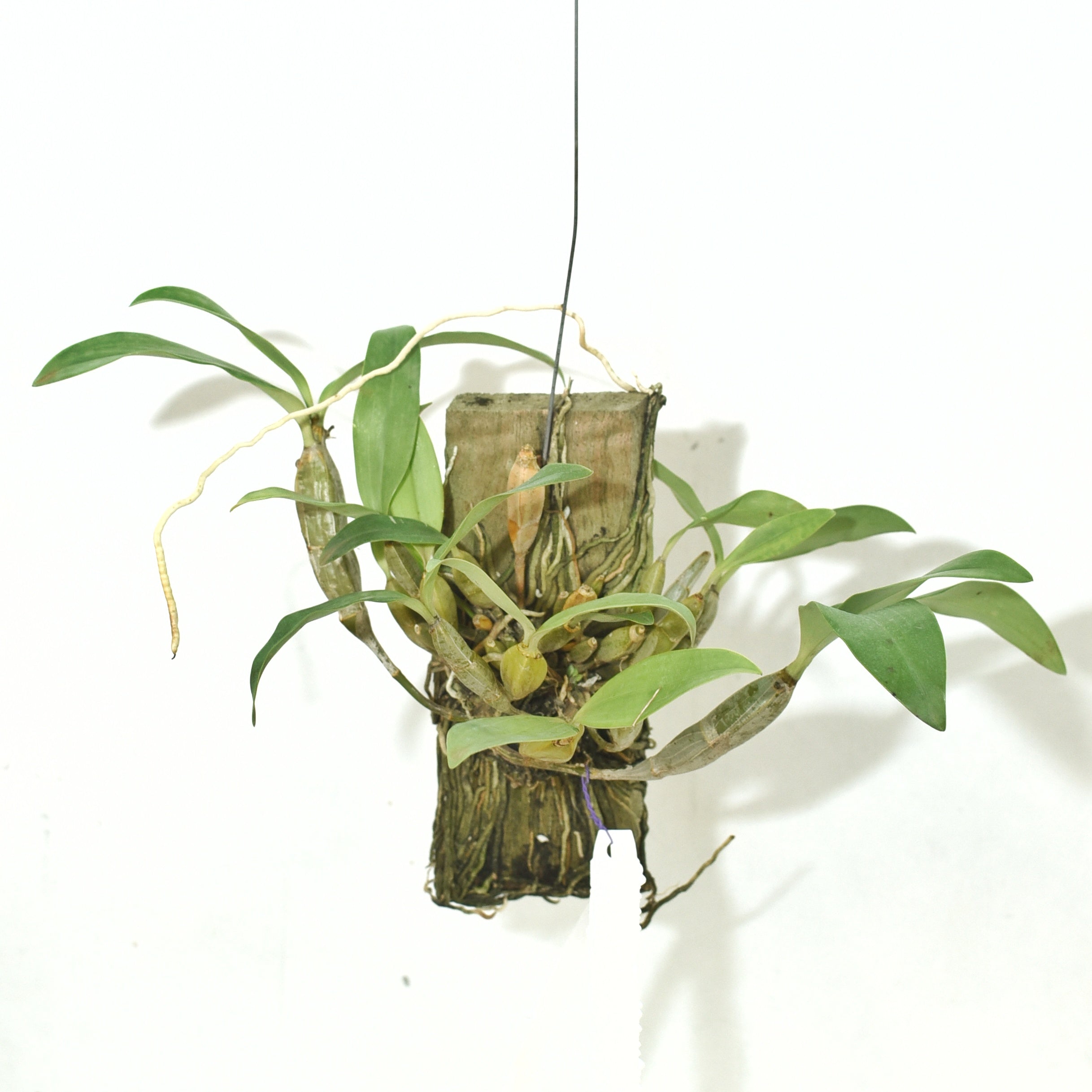 Dendrobium Griffithianum