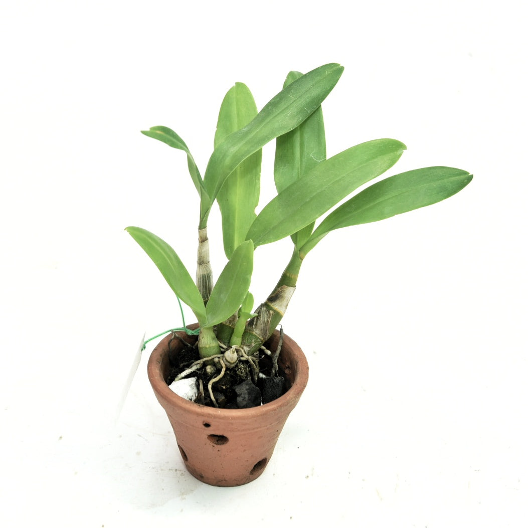 Dendrobium Meesangnil Warawan (Fragrant)