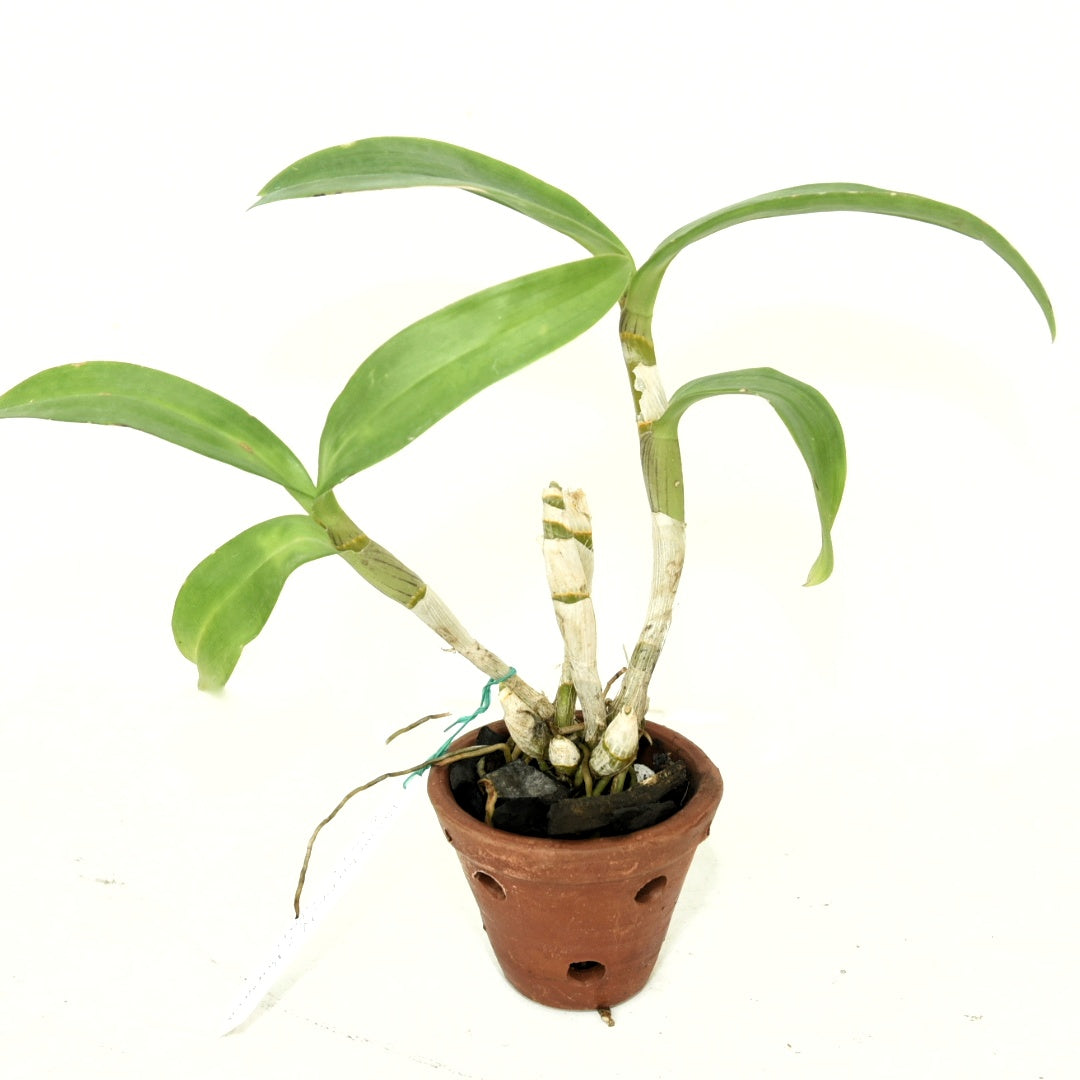Dendrobium Burana Green Star