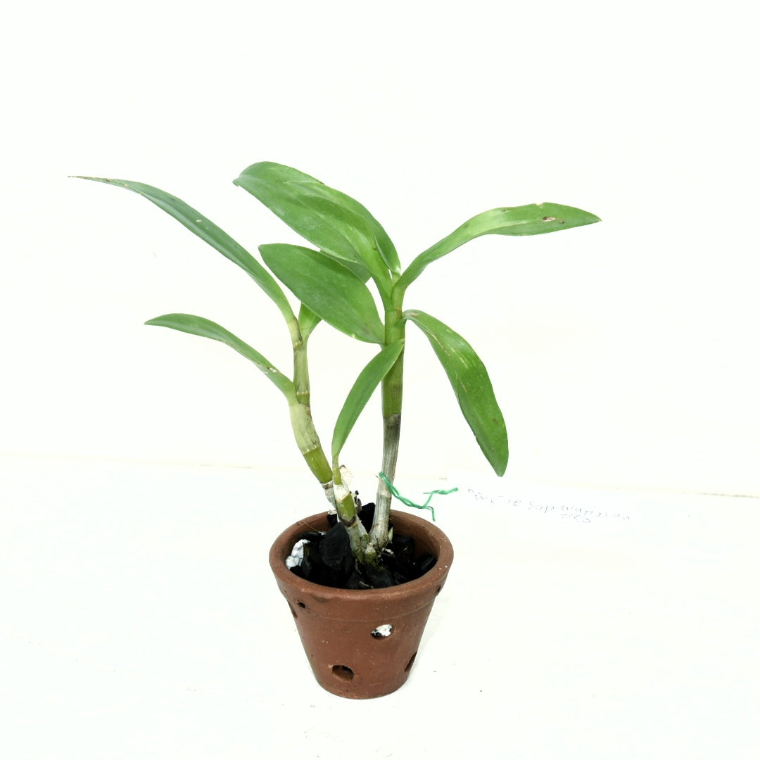 Dendrobium Ceasar Warawan