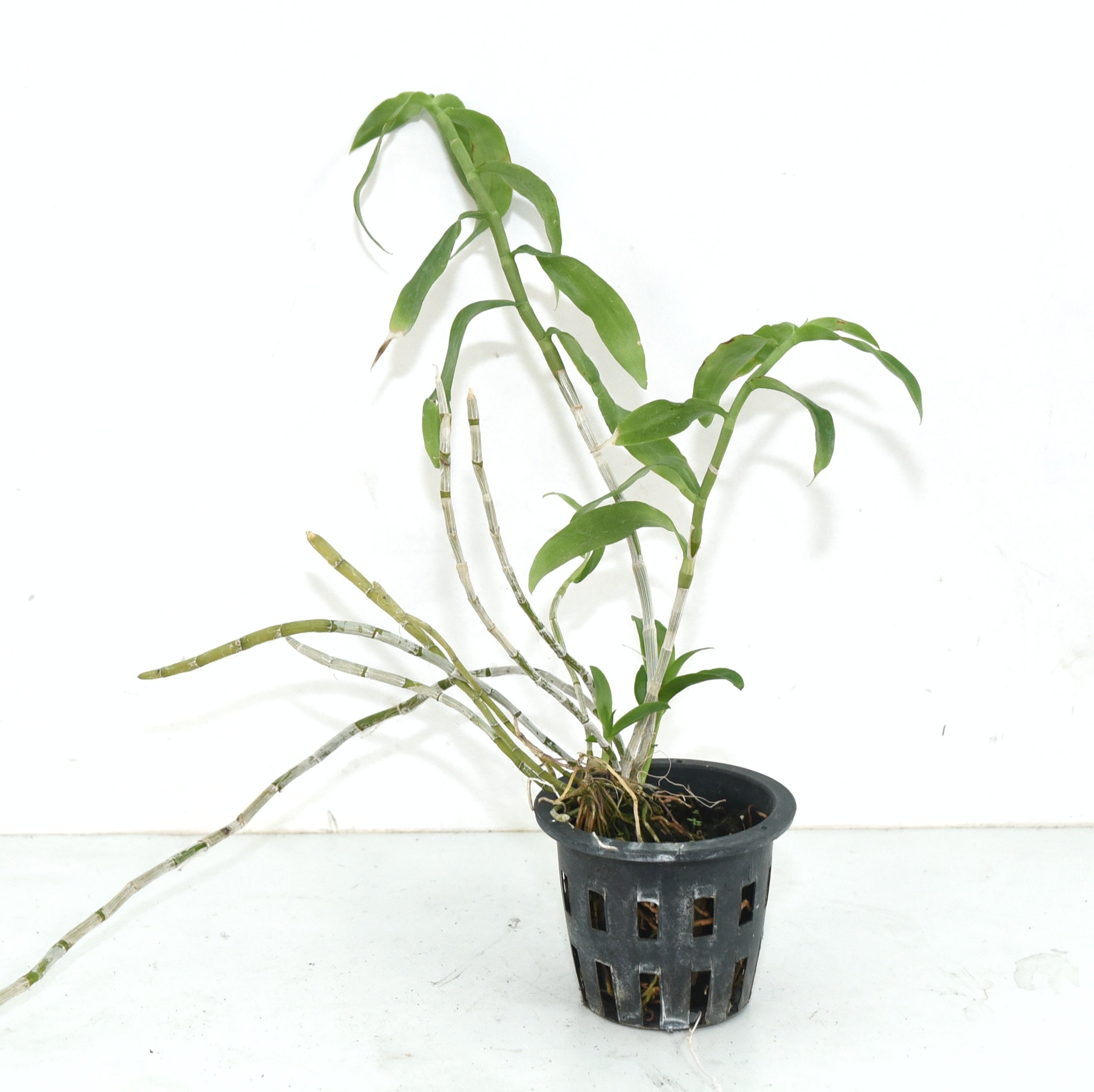 Dendrobium anosmum semi alba