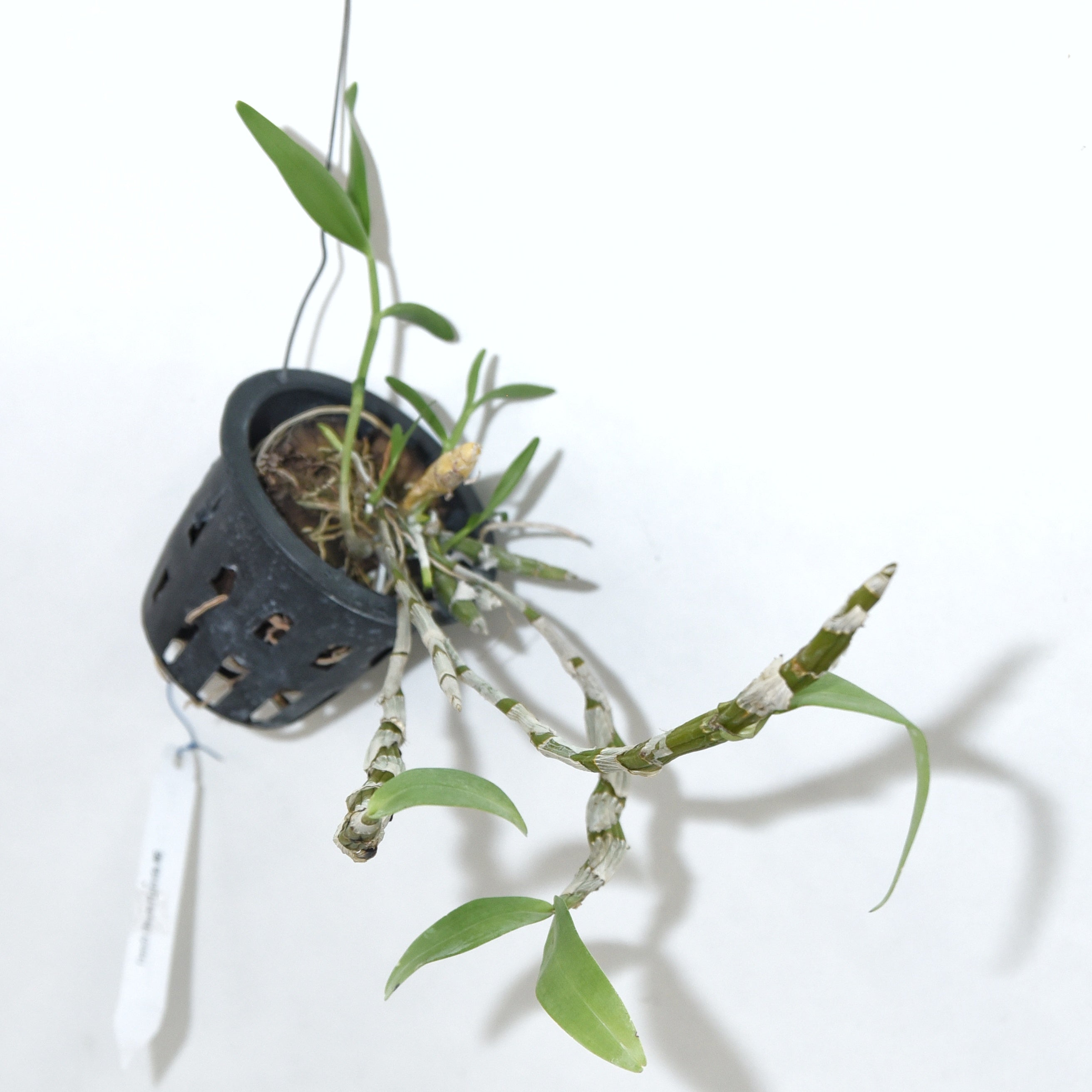 Dendrobium Friedericksianum