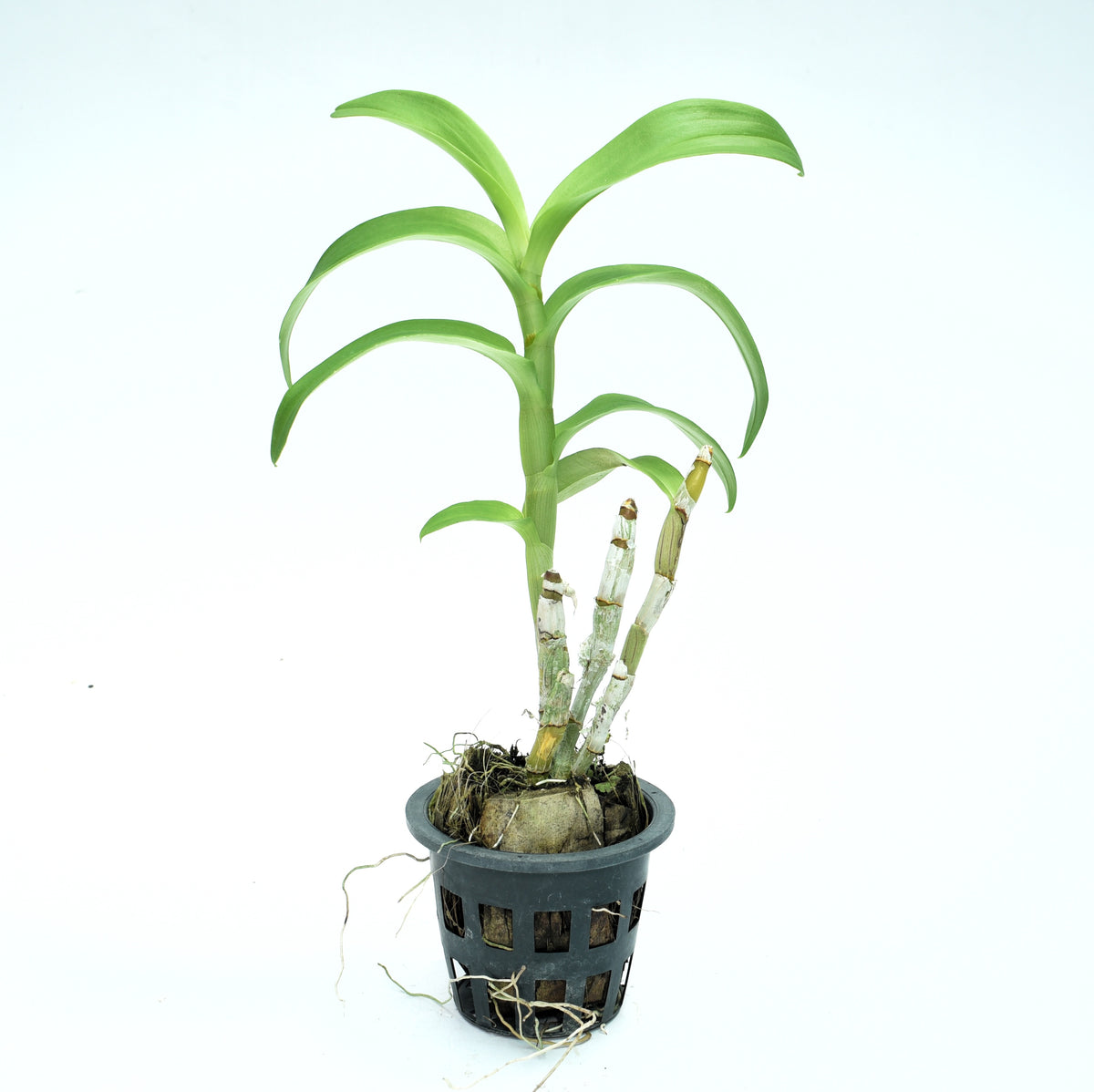 Dendrobium Alien (Den-Cat)