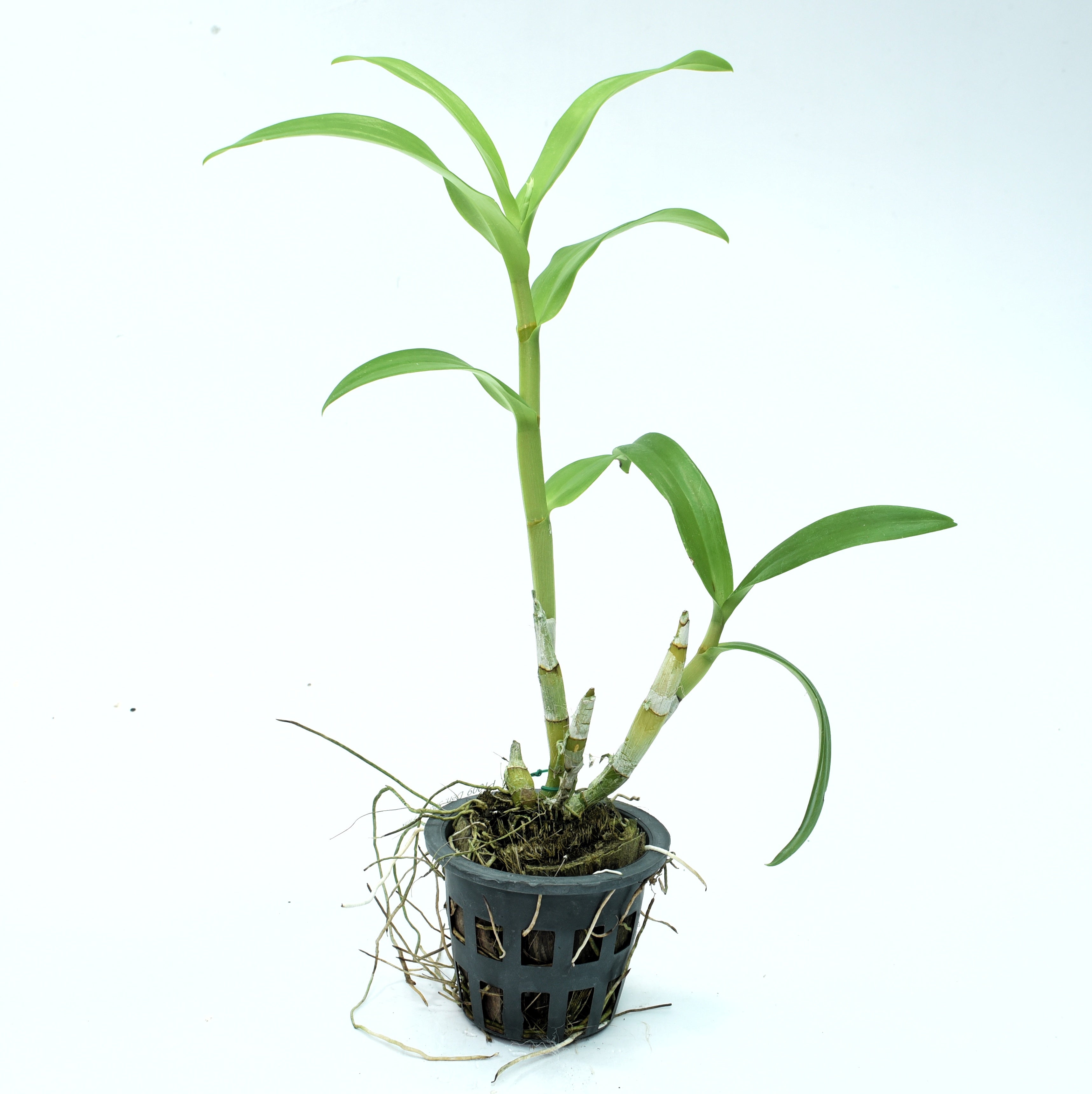 Dendrobium Shavin Pink