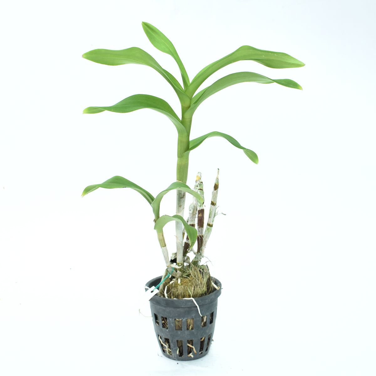 Dendrobium Minnie Mouse (Den-Cat)