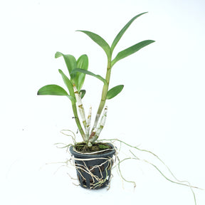 Dendrobium Ceasar Red Captan Junior