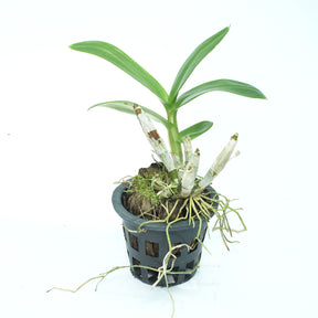 Dendrobium Thailand x Mekhlong