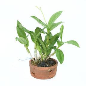 Dendrobium Burana Pink