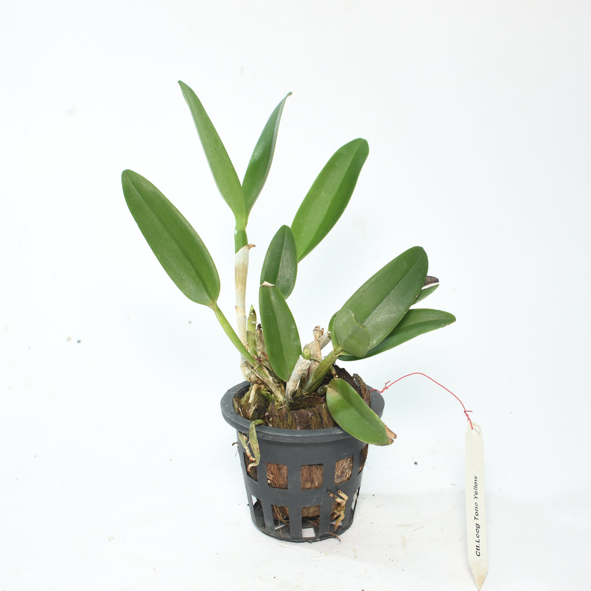 This orchid thrives both indoors and outdoors, making it a versatile addition to your garden or home
